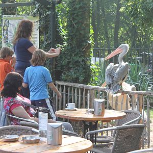 Pelican visiting the terras