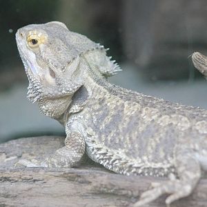 Bearded dragon