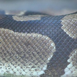 Ball python ( at least part of it )
