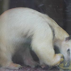 Tamandua