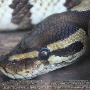 Ball python ( at least part of it )