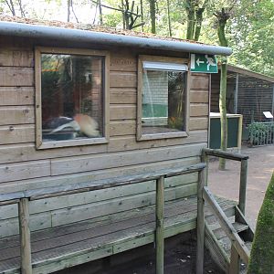 Tamandua indoor enclosure