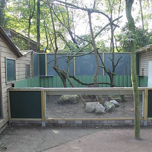 Tamandua outdoor enclosure