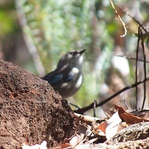 Wild Australian Bird ID