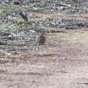 Wild Australian Bird ID