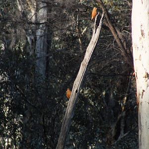 Wild Australian Bird ID