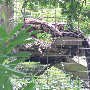 Clouded Leopard 08/14