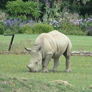 Young White Rhinoceros 08/14