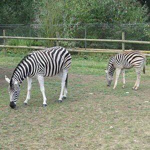 Chapman's Zebras 08/14