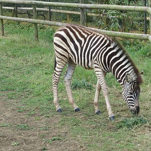 Chapman's Zebra 08/14