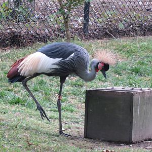 Crowned Crane 08/14