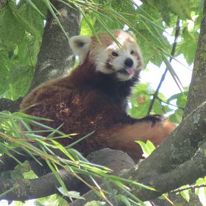 Red Panda 08/14