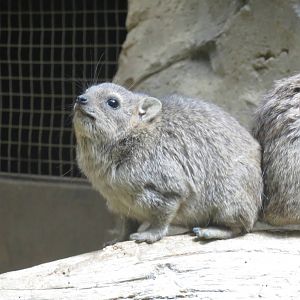 Arabian Rock Hyrax 0814