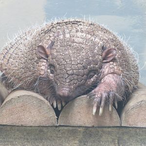 Armadillo 08/14