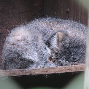 Pallas' Cat 08/14