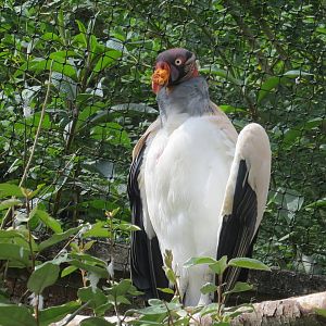 King Vulture 08/14