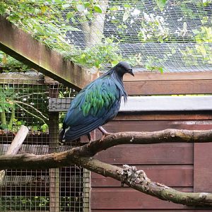 Nicobar Pigeon 08/14