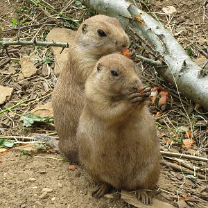 Black-tailed Prairie Dogs 08/14
