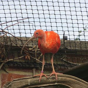 Scarlet Ibis 08/14