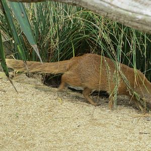 Yellow Mongoose 08/14