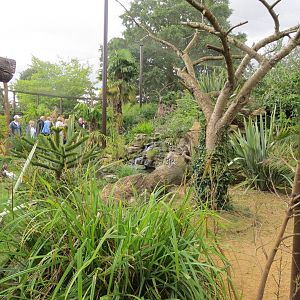 Walkthrough Lemur Enclosure 08/14