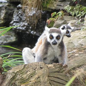 Ring-tailed Lemurs 08/14