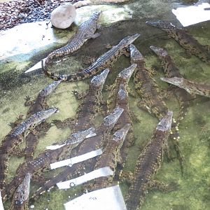 Nile Crocodiles 08/14