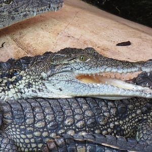 Nile Crocodile 08/14