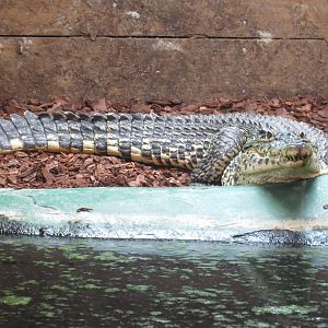 Cuban Crocodile 08/14