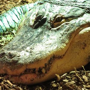 American Alligator 08/14