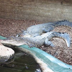Saltwater Crocodile 0814