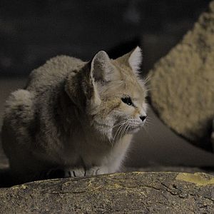 Sand cat
