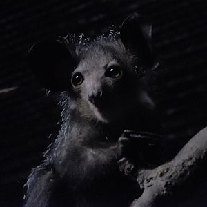 Aye-aye
