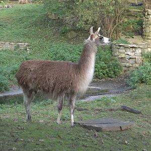 Brenda waiting patiently, 17th October 2014