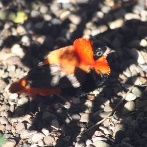 A bumper week for arrivals I, 19th October 2014