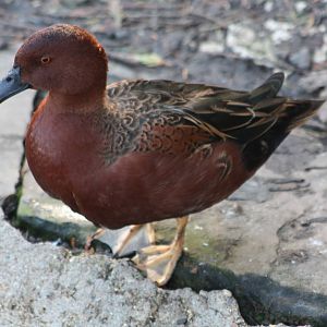 A bumper week for arrivals II, 19th October 2014