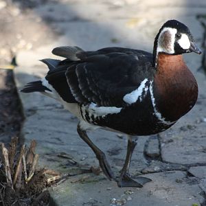 A bumper week for arrivals III, 19th October 2014