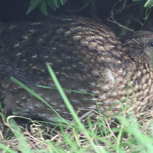 A bumper week for arrivals IV, 19th October 2014