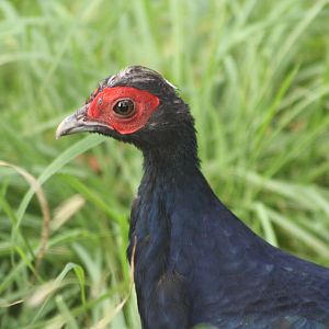 A bumper week for arrivals V, 19th October 2014