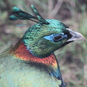 Himalayan Monal, 19th October 2014