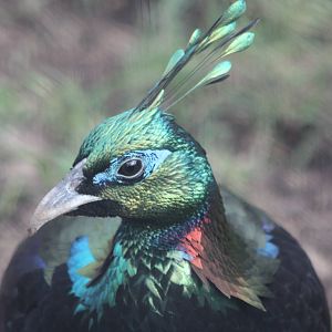Himalayan Monal, 19th October 2014