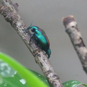 Beautiful beetle