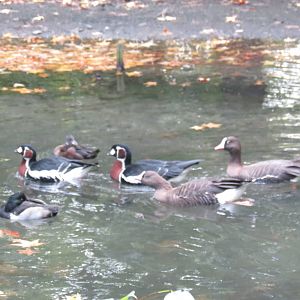Red breasted geese