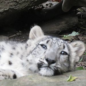 New snow leopard cub