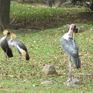 Crowned crane and marabou stork