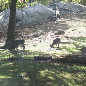 Tahr and Markhor?