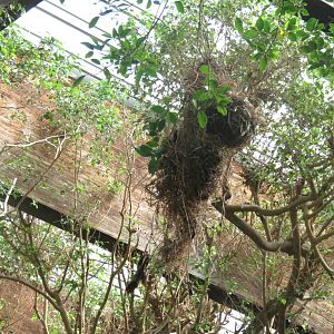 Bird nest Id