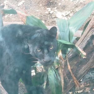 Black leopard