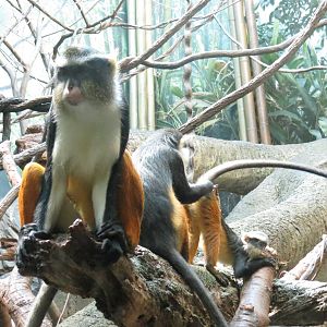 Wolf Guenon