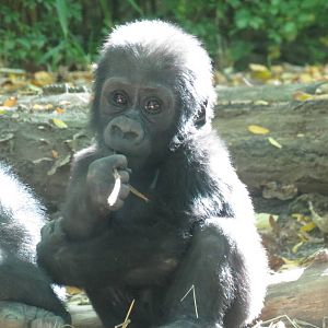 New Gorilla baby